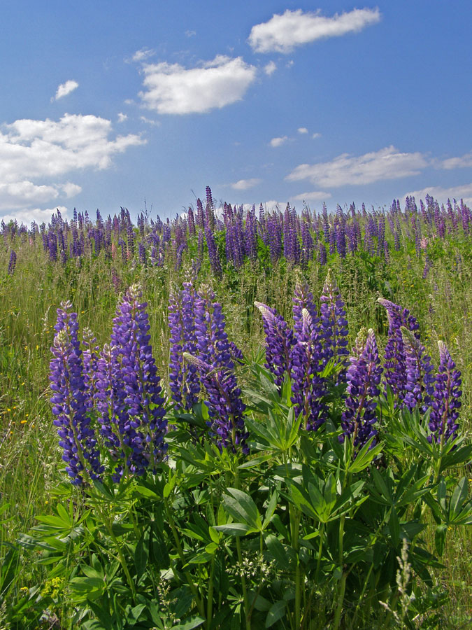 г. Орёл, image of landscape/habitat.