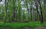 Старая Русса, image of landscape/habitat.