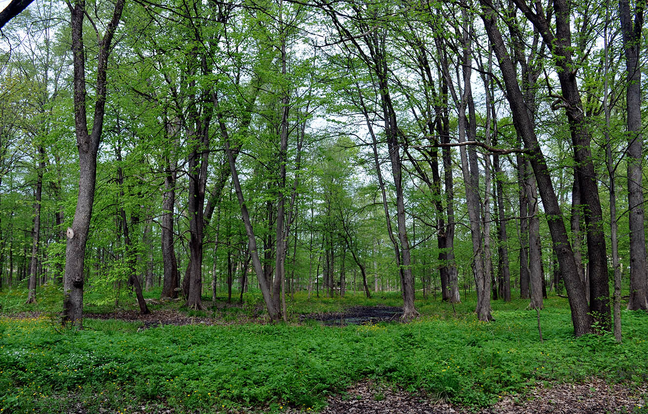 Старая Русса, image of landscape/habitat.