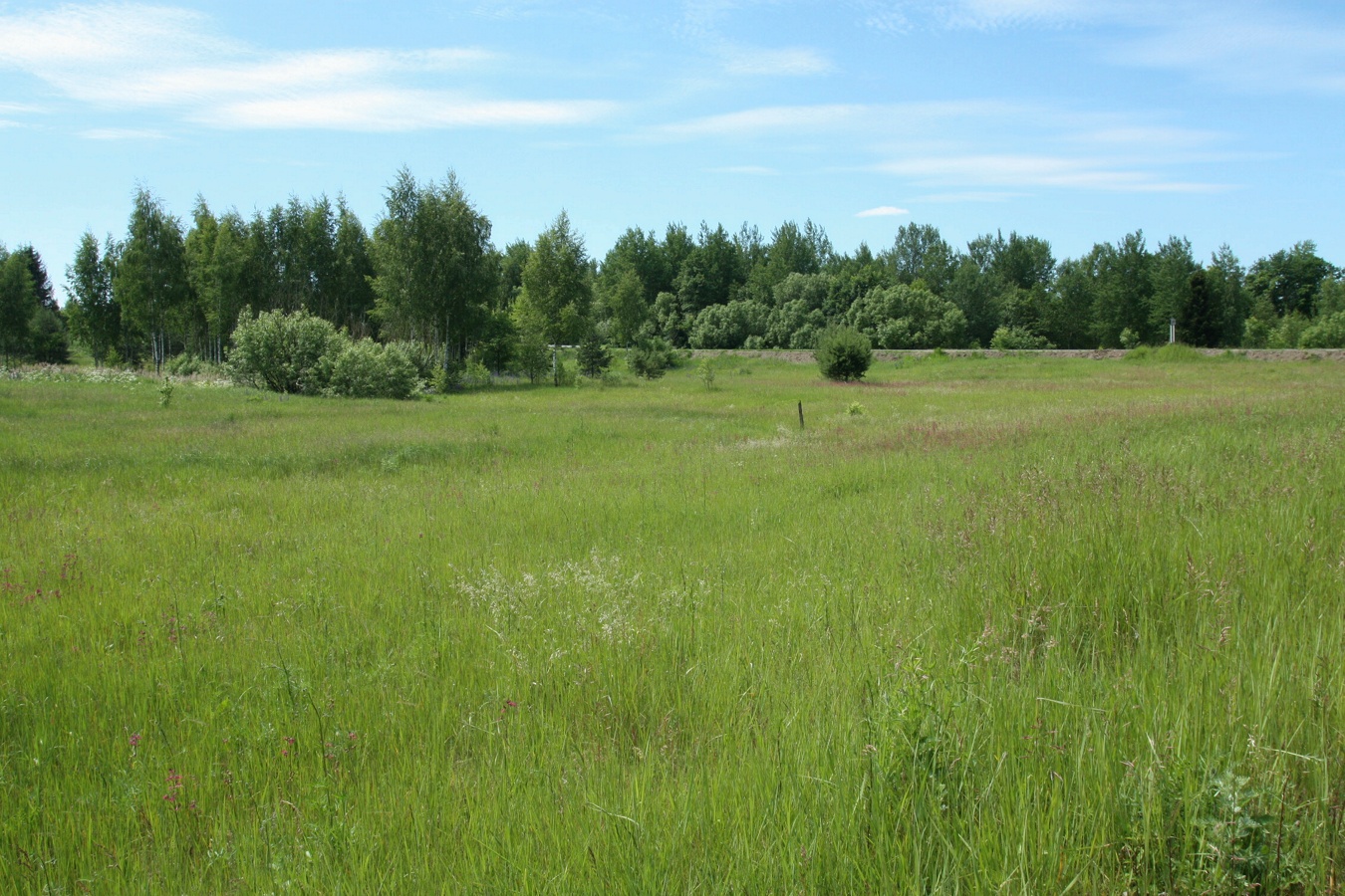 Дубище, image of landscape/habitat.