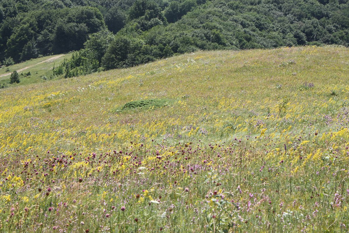 Нижнее плато Чатырдага, image of landscape/habitat.
