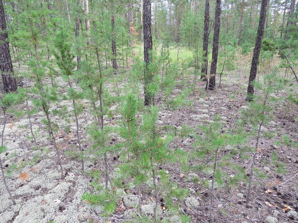 Сростинский бор, image of landscape/habitat.