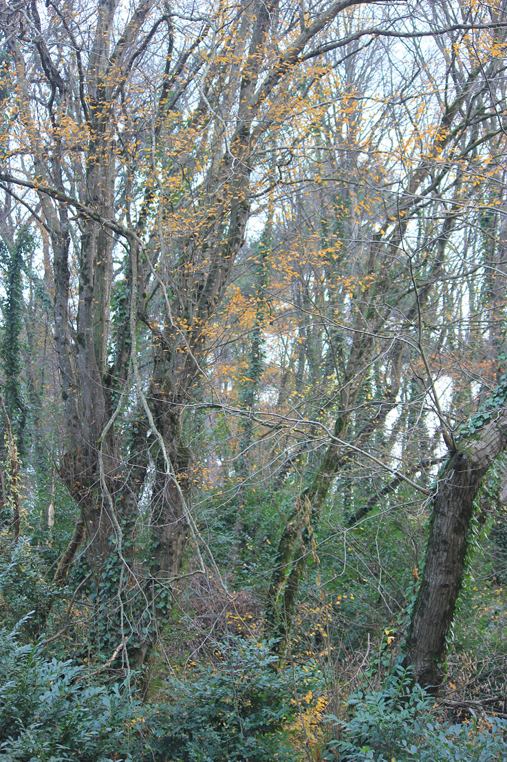 Субтропический Ботсад Кубани, image of landscape/habitat.