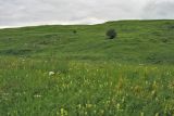 Image of landscape