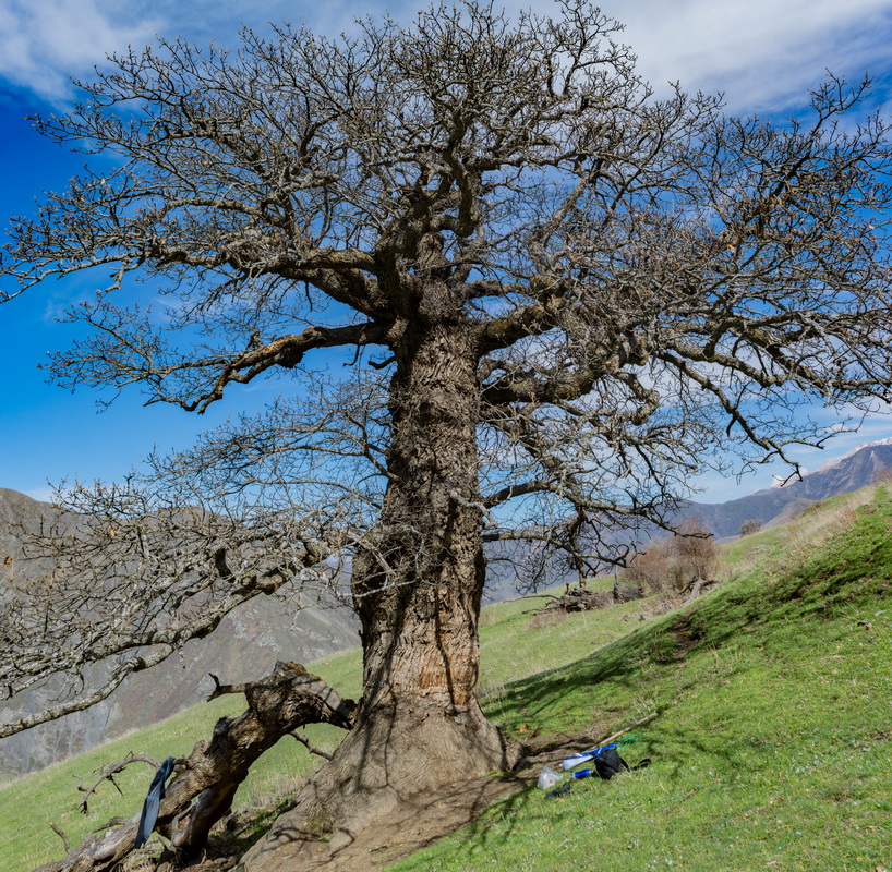 Окрестности села Миджах, image of landscape/habitat.