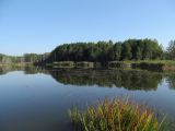 Водохранилище Косичи, image of landscape/habitat.