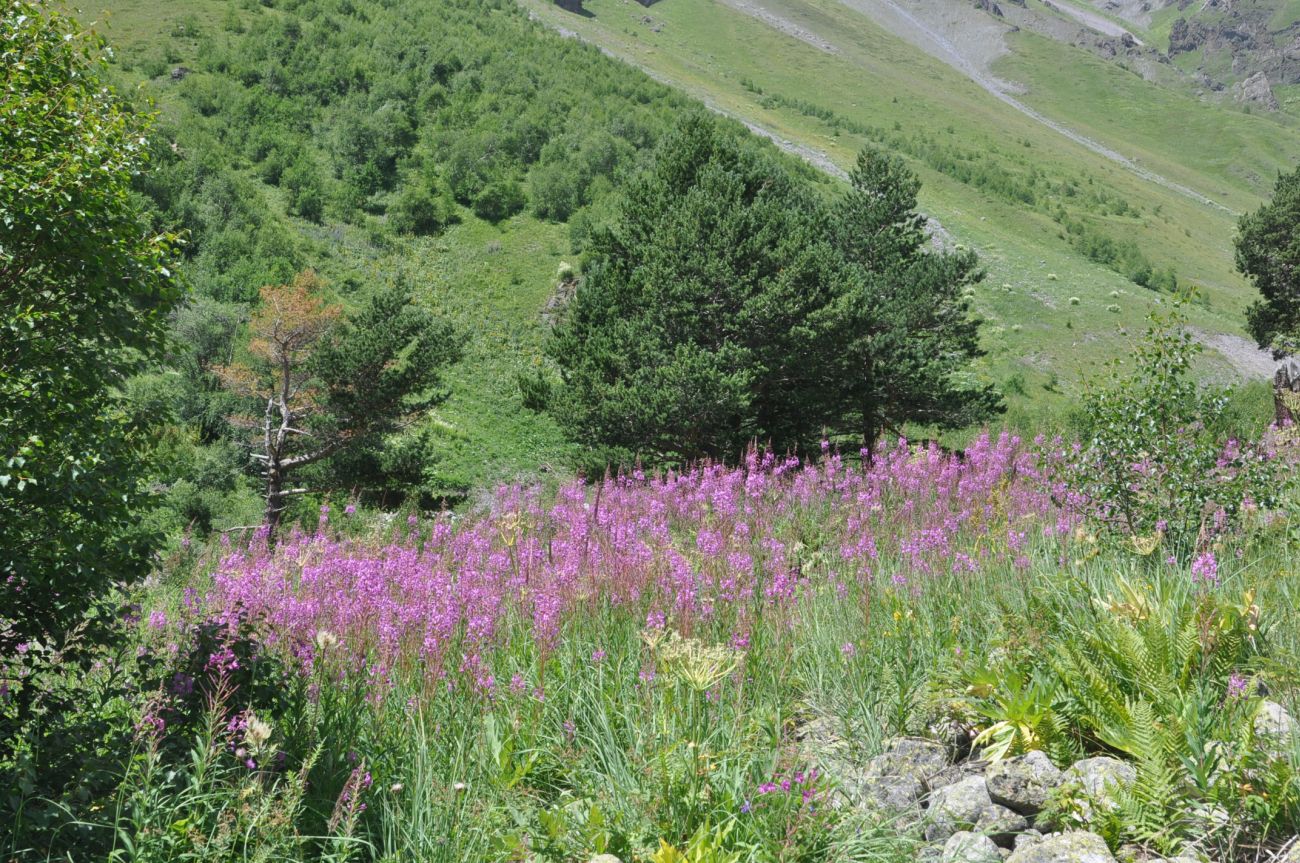 Долина реки Терскол, image of landscape/habitat.