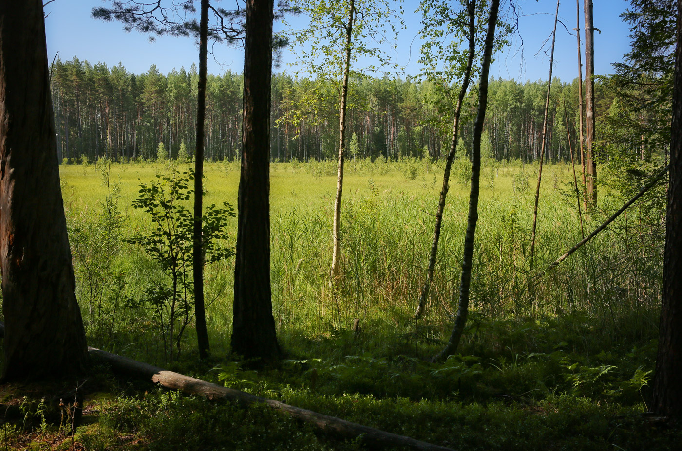 Кунчурихинский бор, image of landscape/habitat.