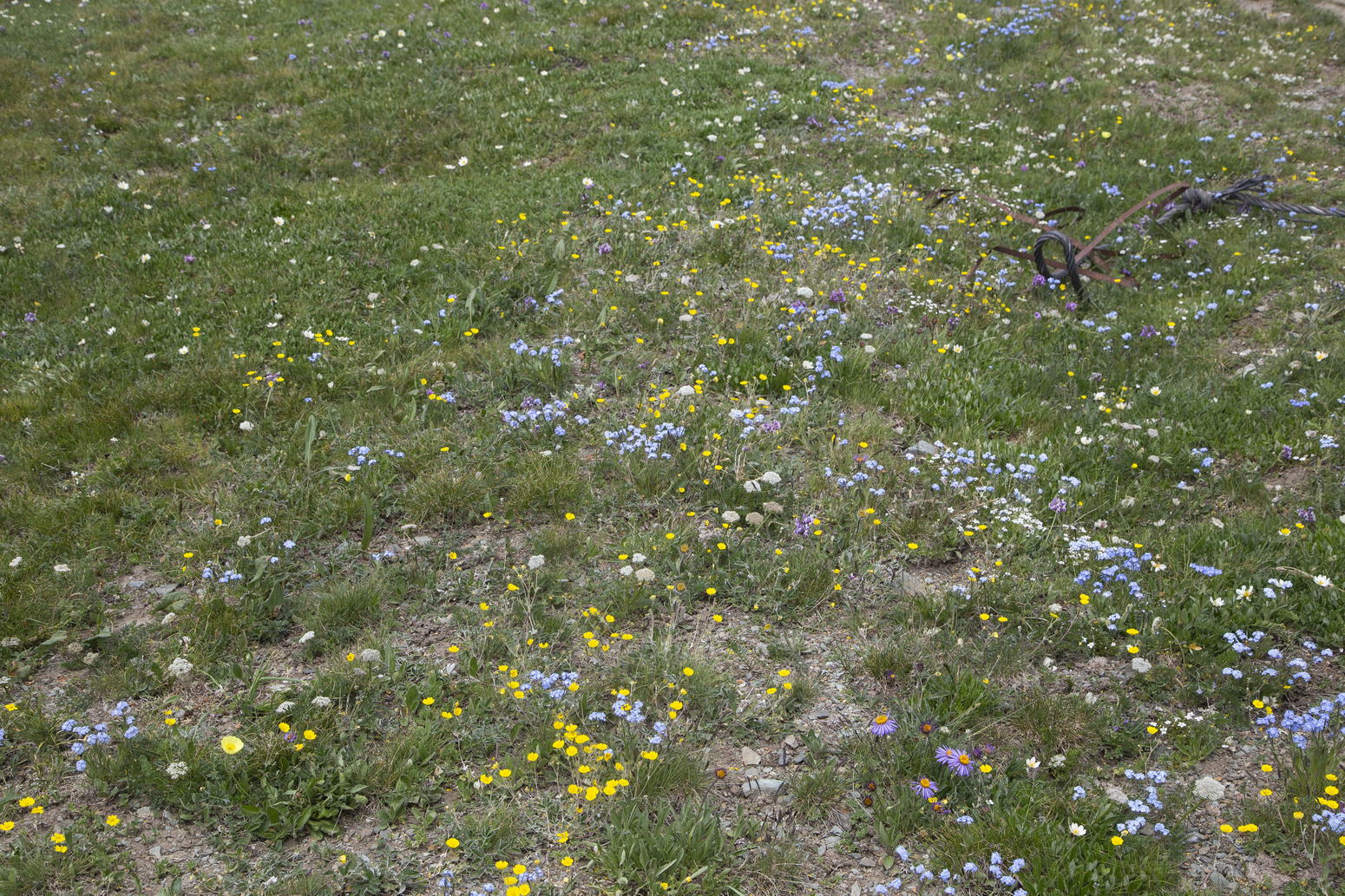 Гора Лысуха, image of landscape/habitat.