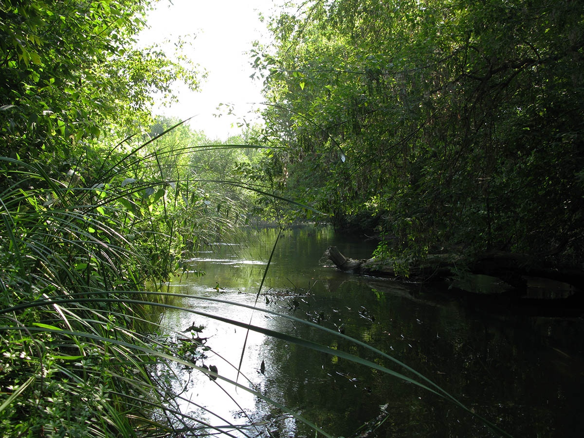 Среднее течение реки Усожа, изображение ландшафта.
