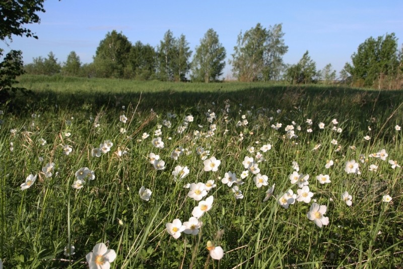 Новосибирский сельский район, image of landscape/habitat.