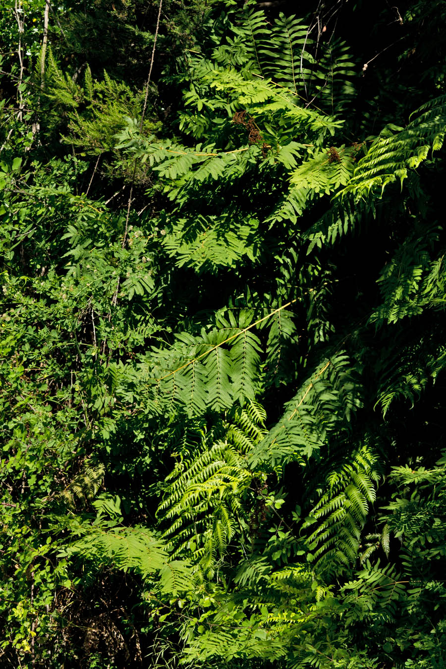 Долина Фаса, image of landscape/habitat.