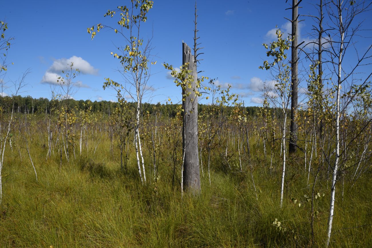 Большое Игнатовское болото, image of landscape/habitat.