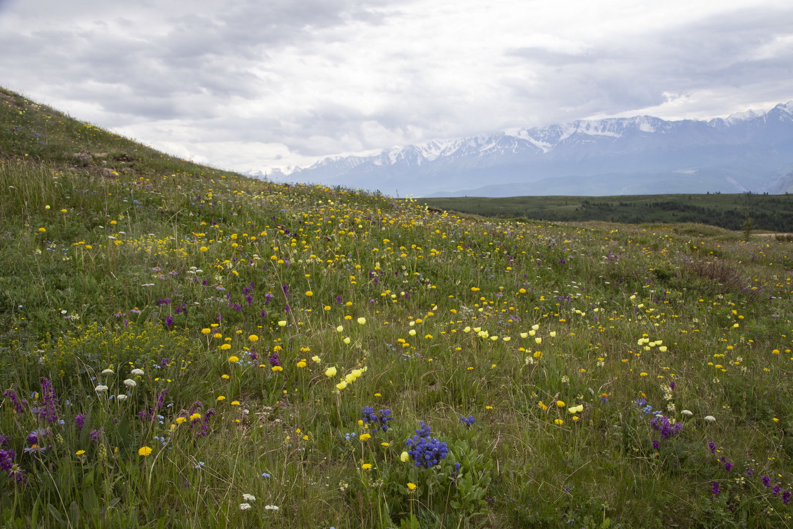 Гора Лысуха, image of landscape/habitat.