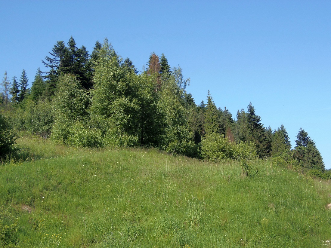 ПГТ Сходница, image of landscape/habitat.