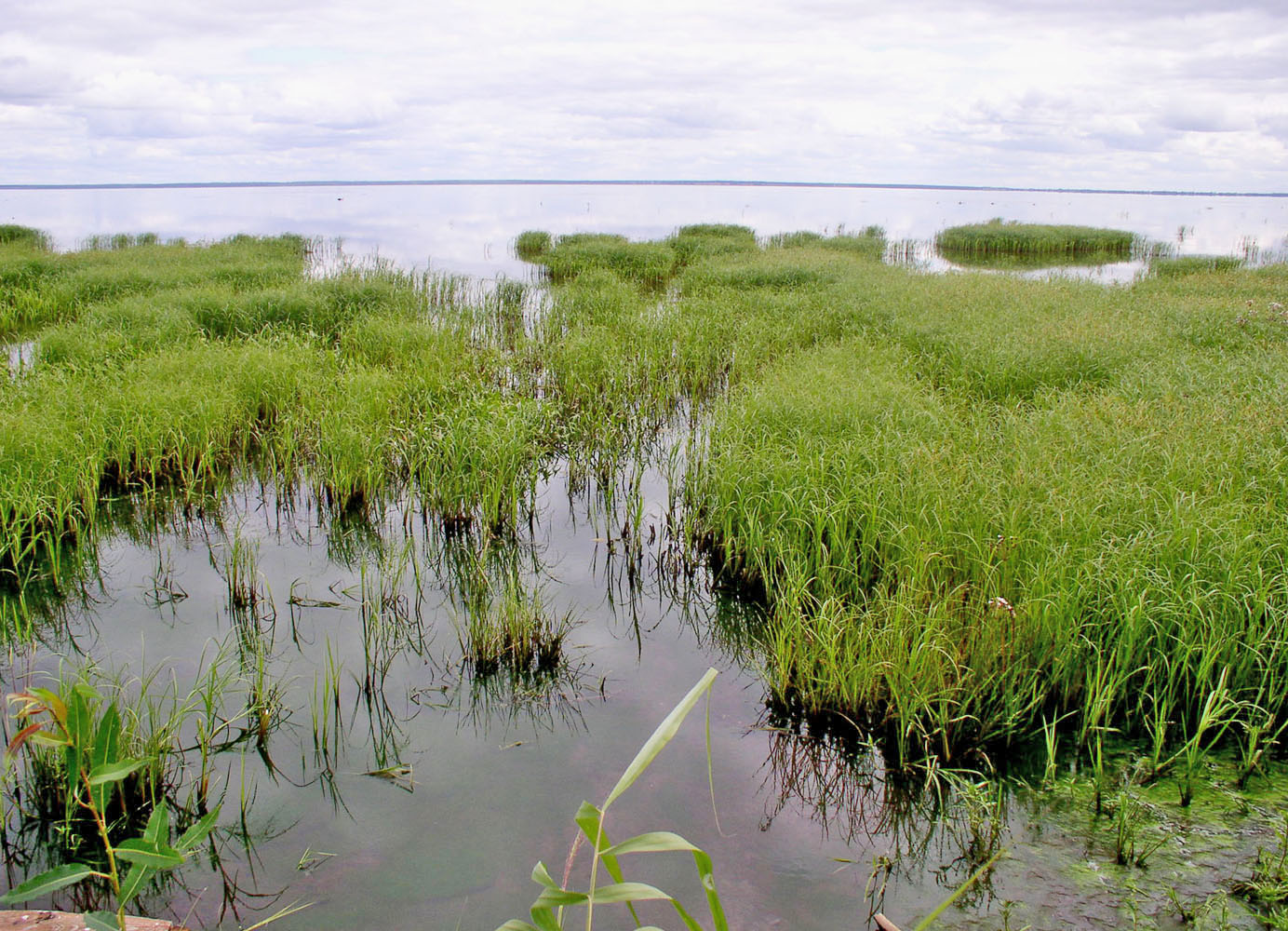 Горьковское водохранилище, image of landscape/habitat.
