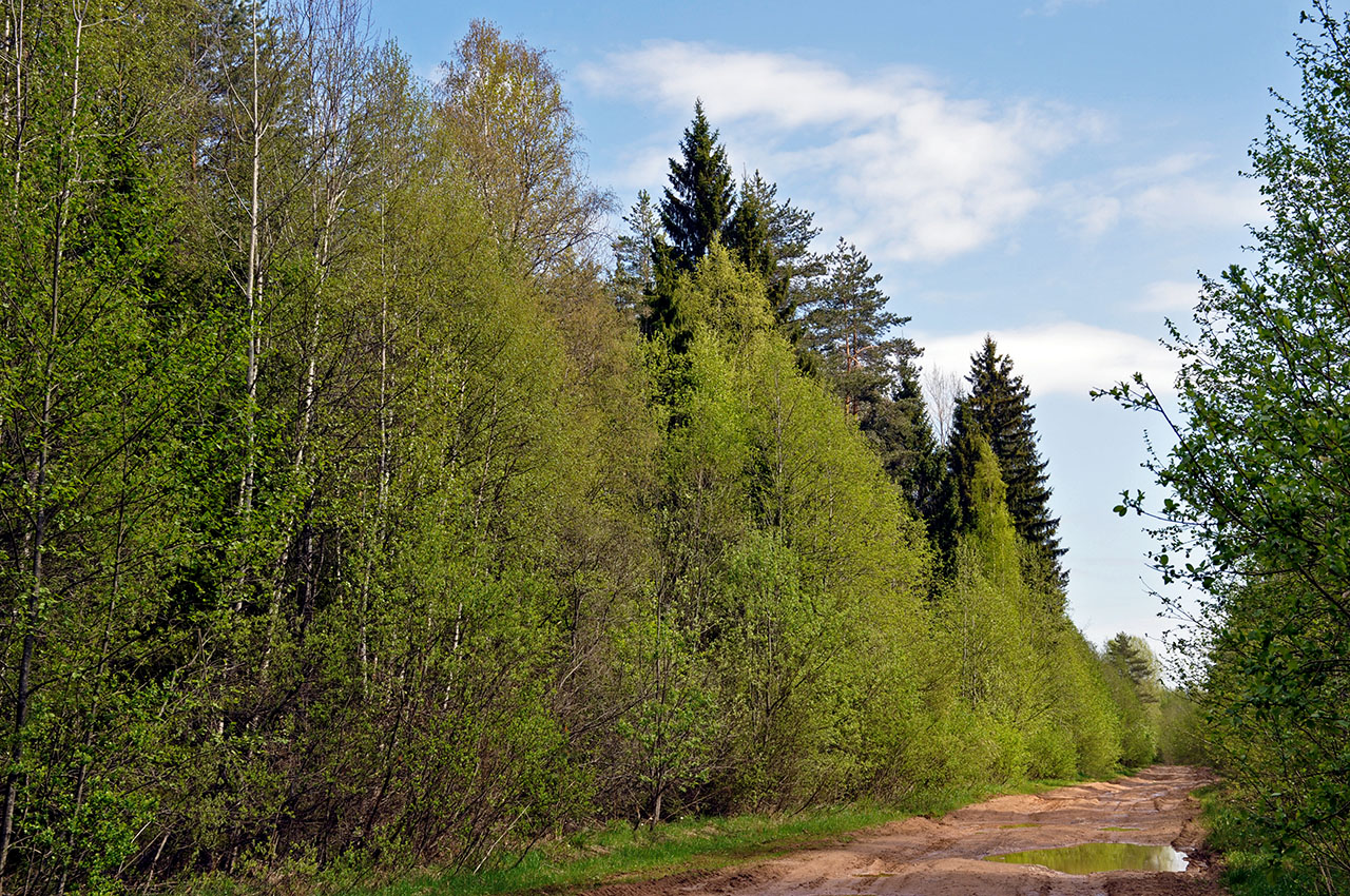 Окрестности деревни Долгий Мост, image of landscape/habitat.