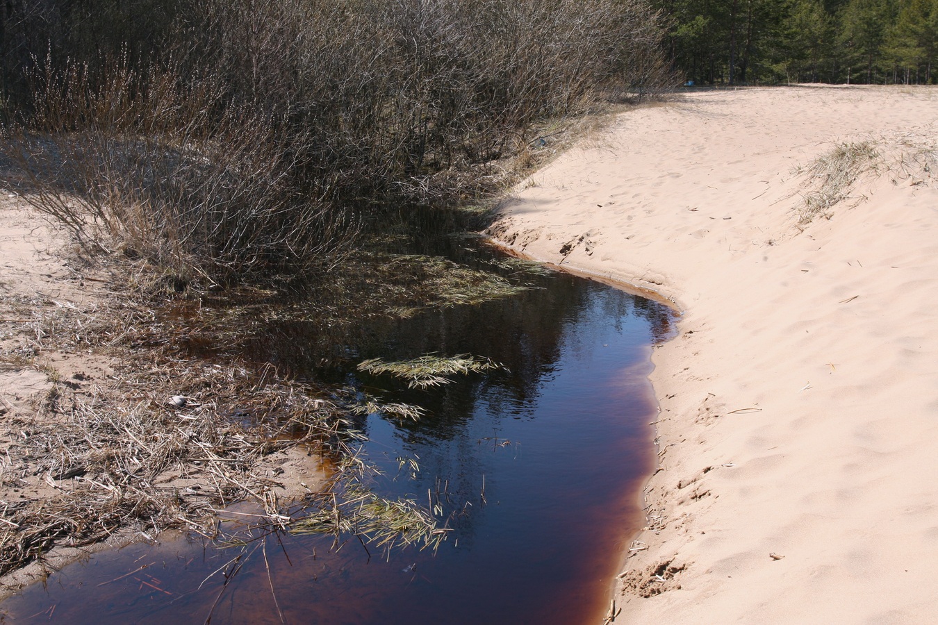 Лебяжье, image of landscape/habitat.