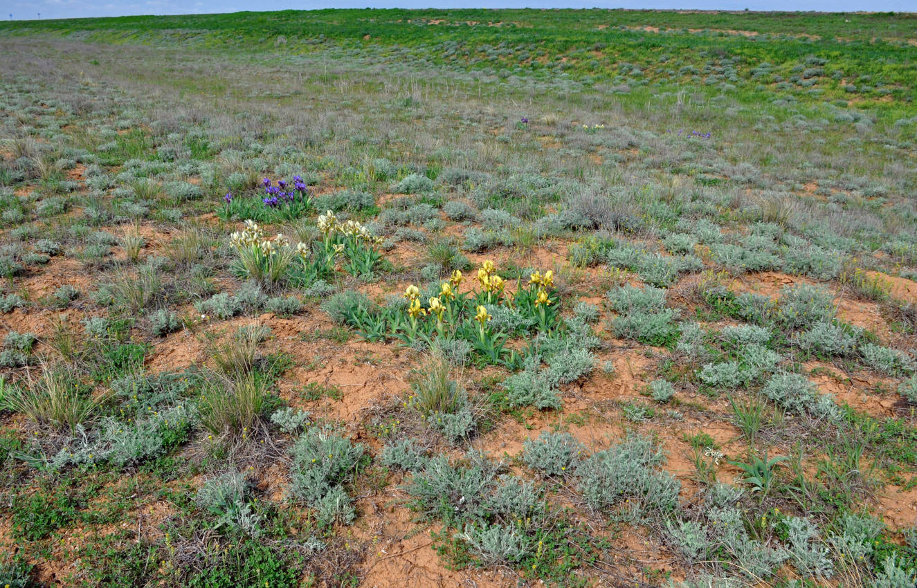 Окрестности посёлка Утта, image of landscape/habitat.