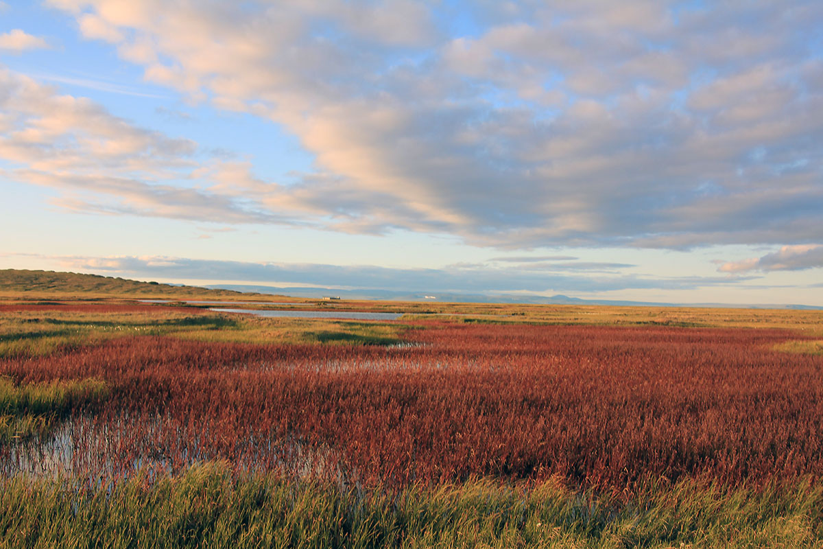 Озеро Таймыр мыс Саблера, image of landscape/habitat.