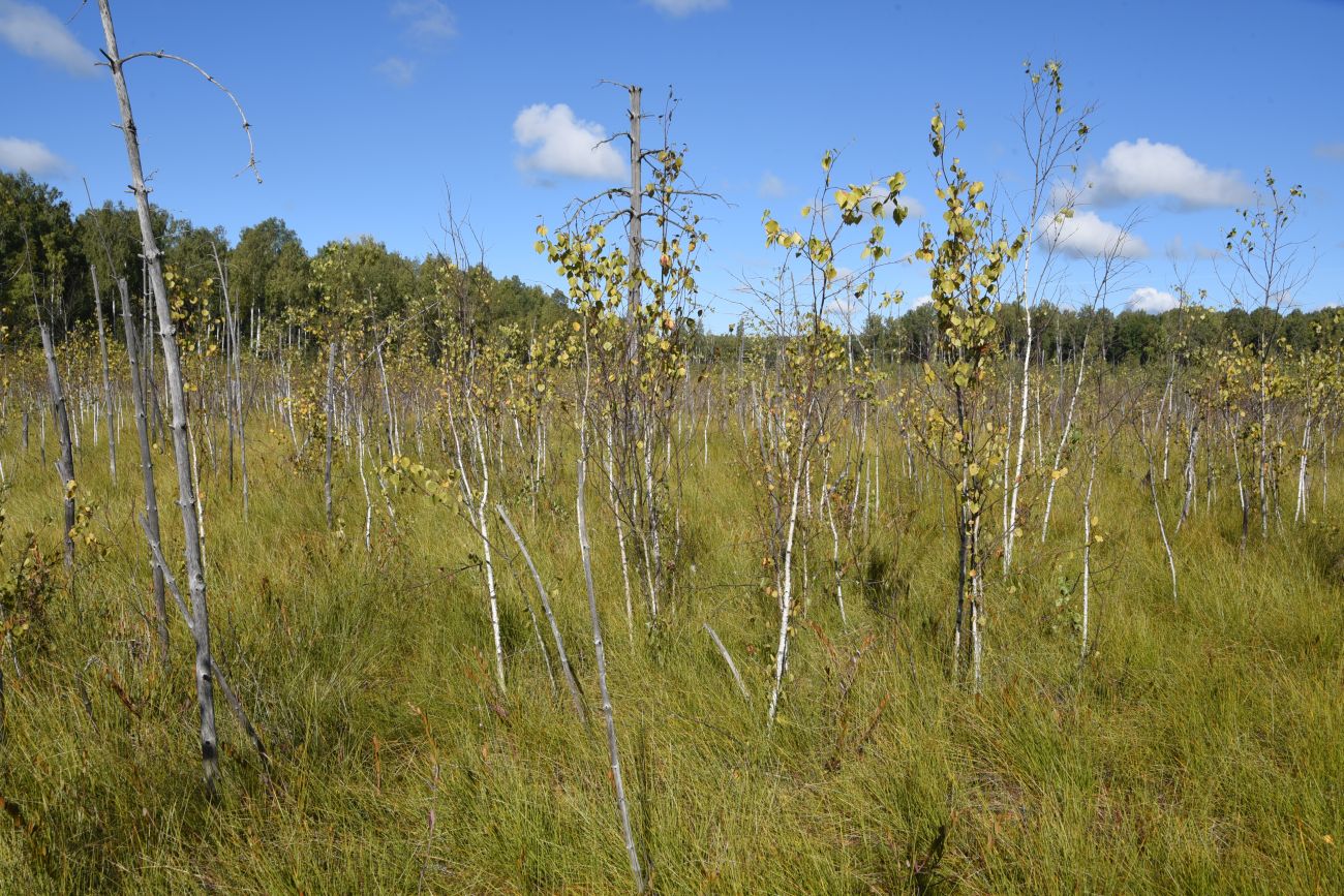 Большое Игнатовское болото, image of landscape/habitat.