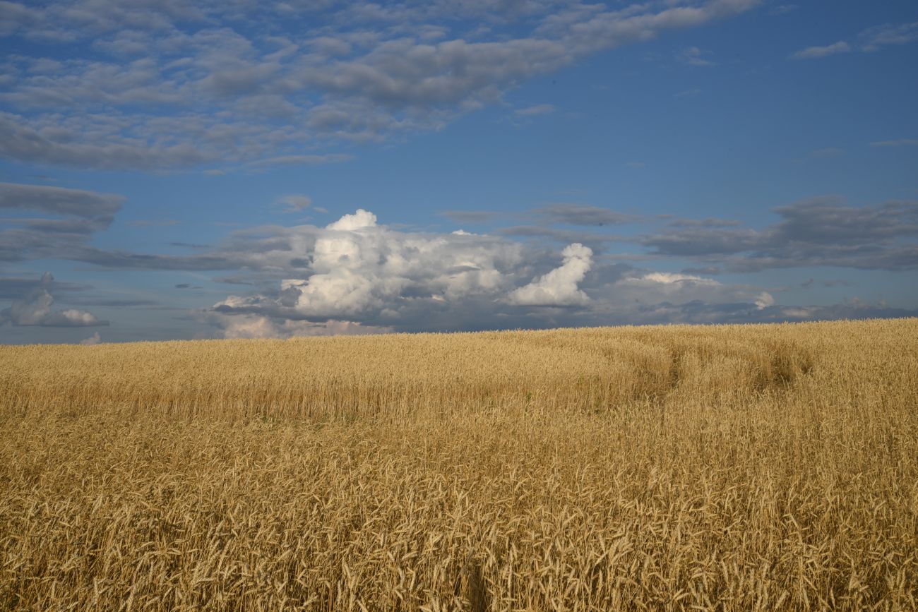 Село Никольское, image of landscape/habitat.