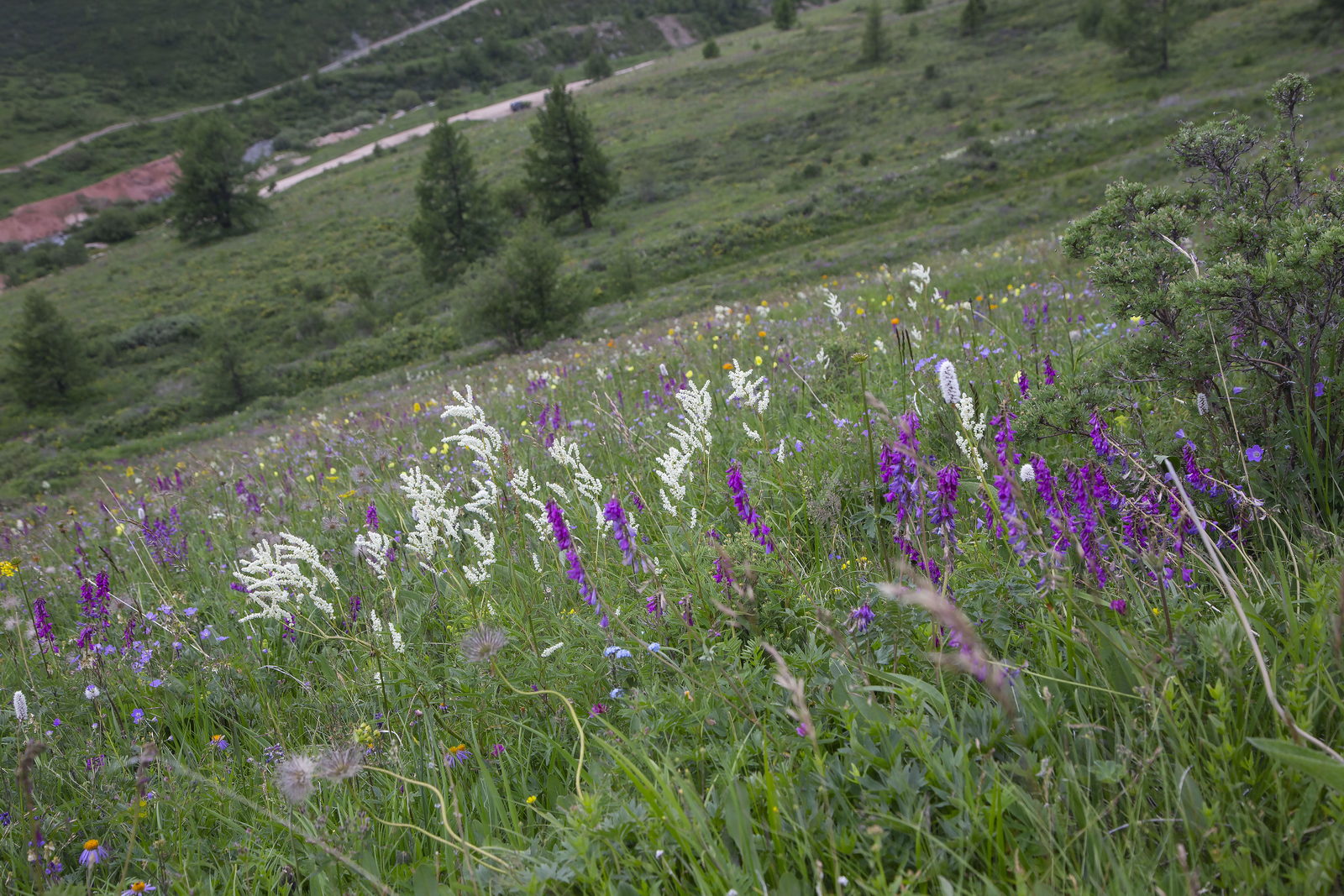 Гора Лысуха, image of landscape/habitat.