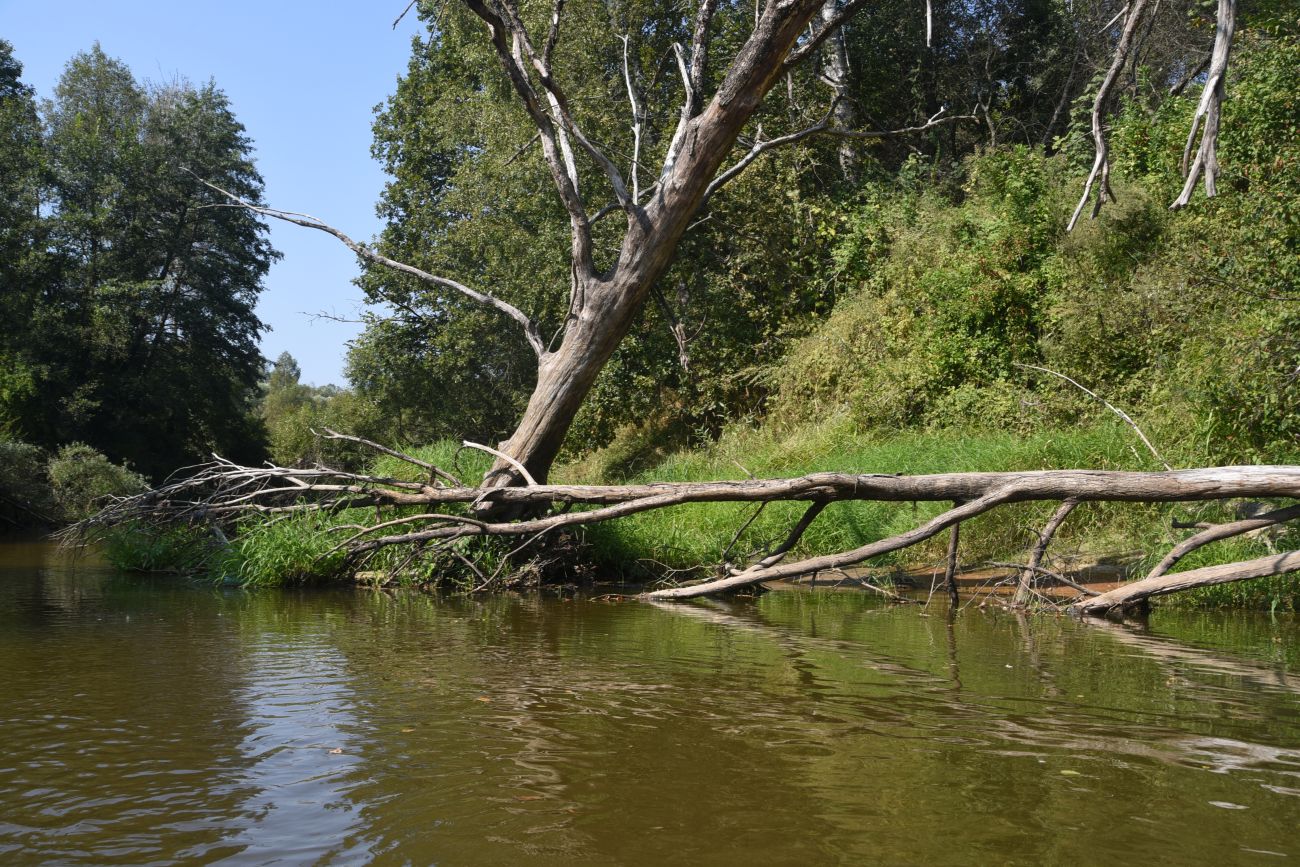 Устье ручья Полянка, image of landscape/habitat.