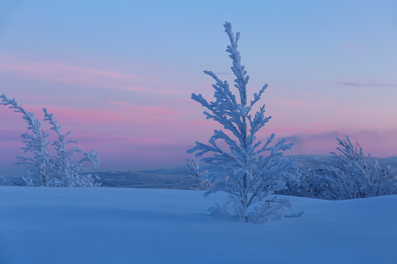 Горелая сопка, image of landscape/habitat.