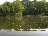 Среднее течение реки Усожа, image of landscape/habitat.