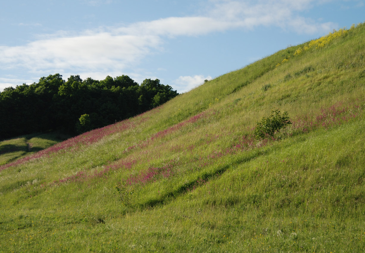 Плещеево озеро, image of landscape/habitat.