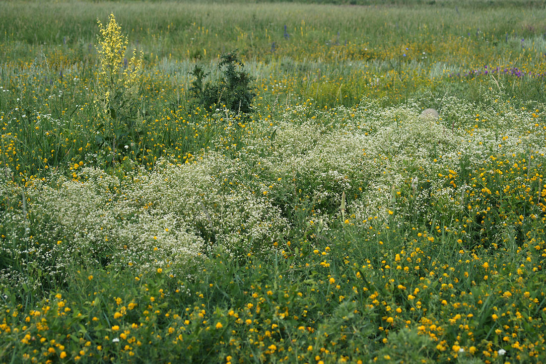 Шипов лес, image of landscape/habitat.