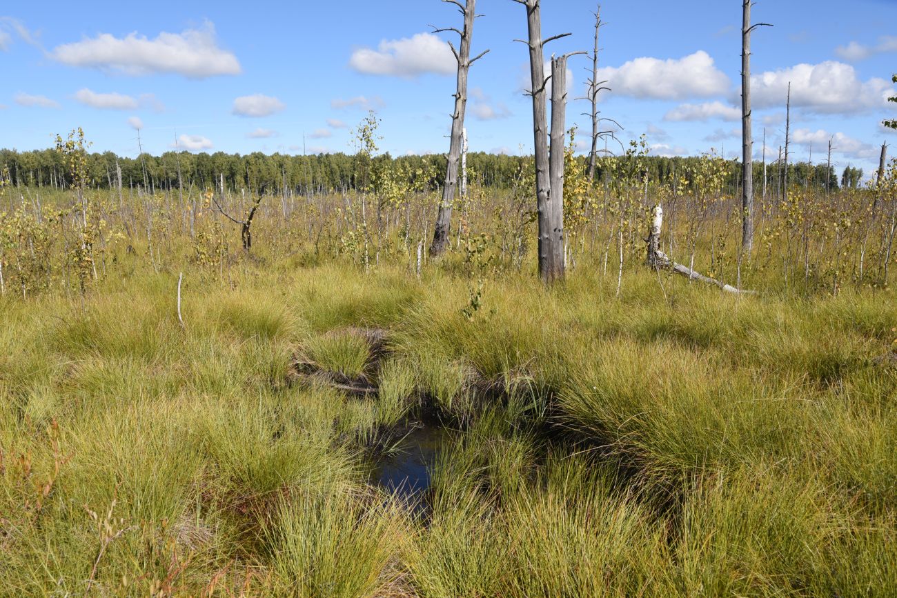 Большое Игнатовское болото, изображение ландшафта.