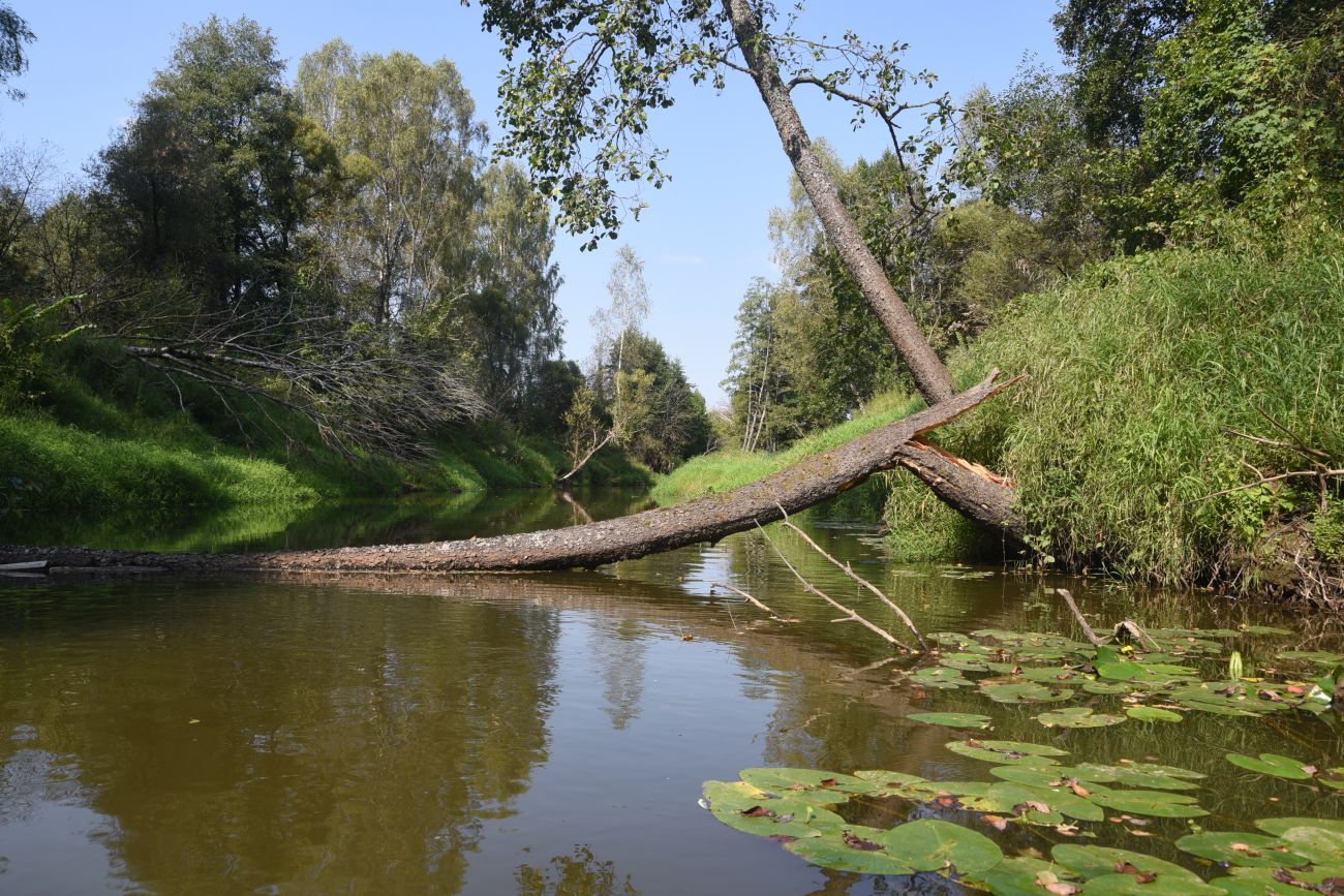Устье ручья Полянка, image of landscape/habitat.