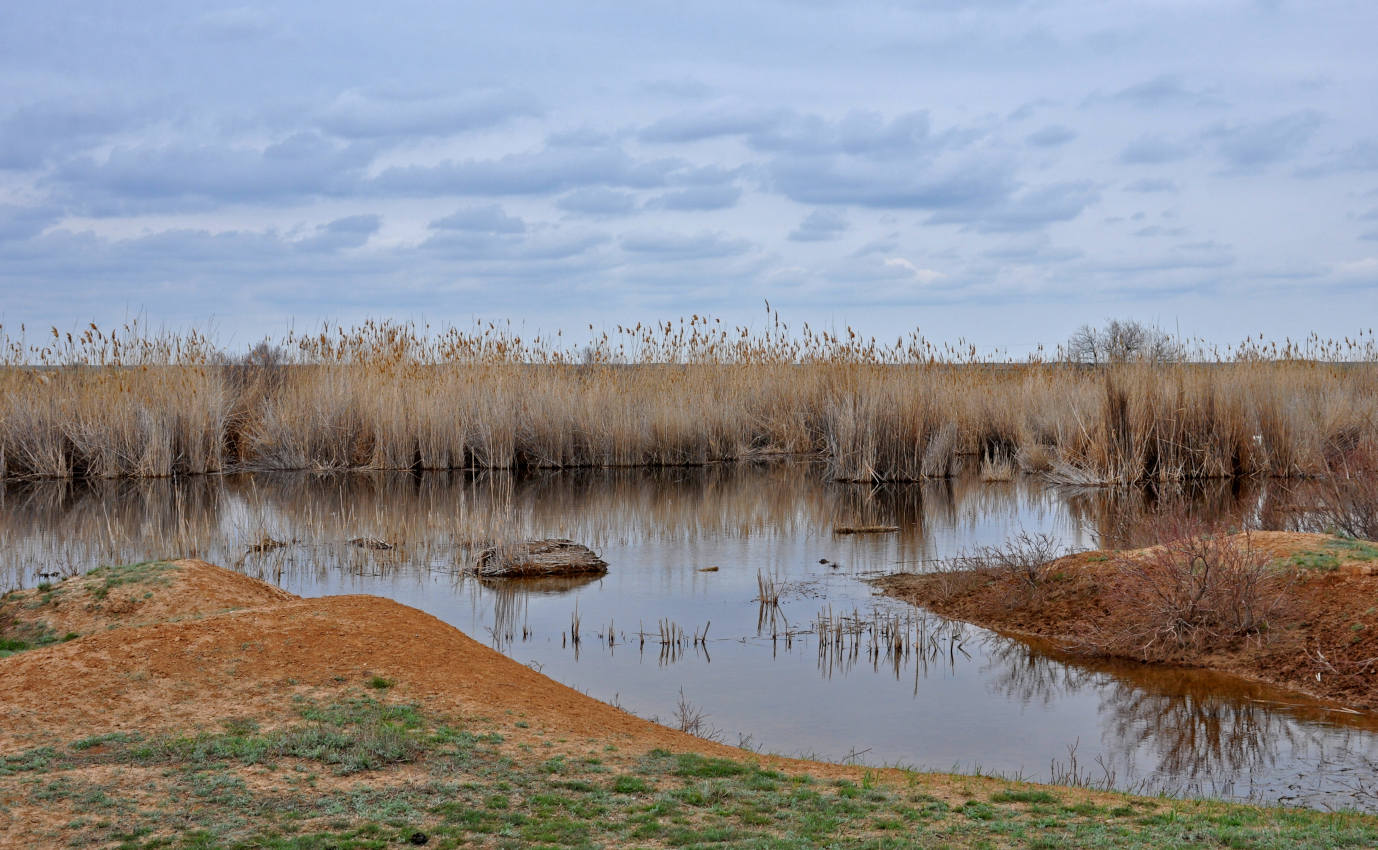 Окрестности посёлка Яшкуль, image of landscape/habitat.