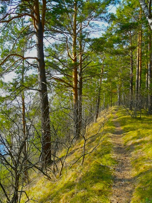 Сосновый лес., изображение ландшафта.