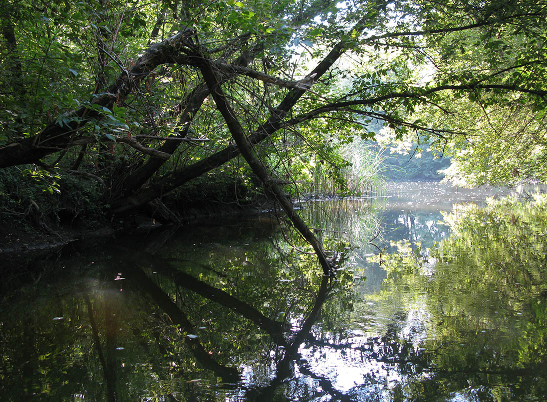 Среднее течение реки Усожа, image of landscape/habitat.