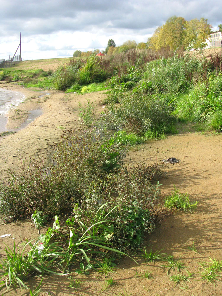 Горьковское водохранилище, image of landscape/habitat.