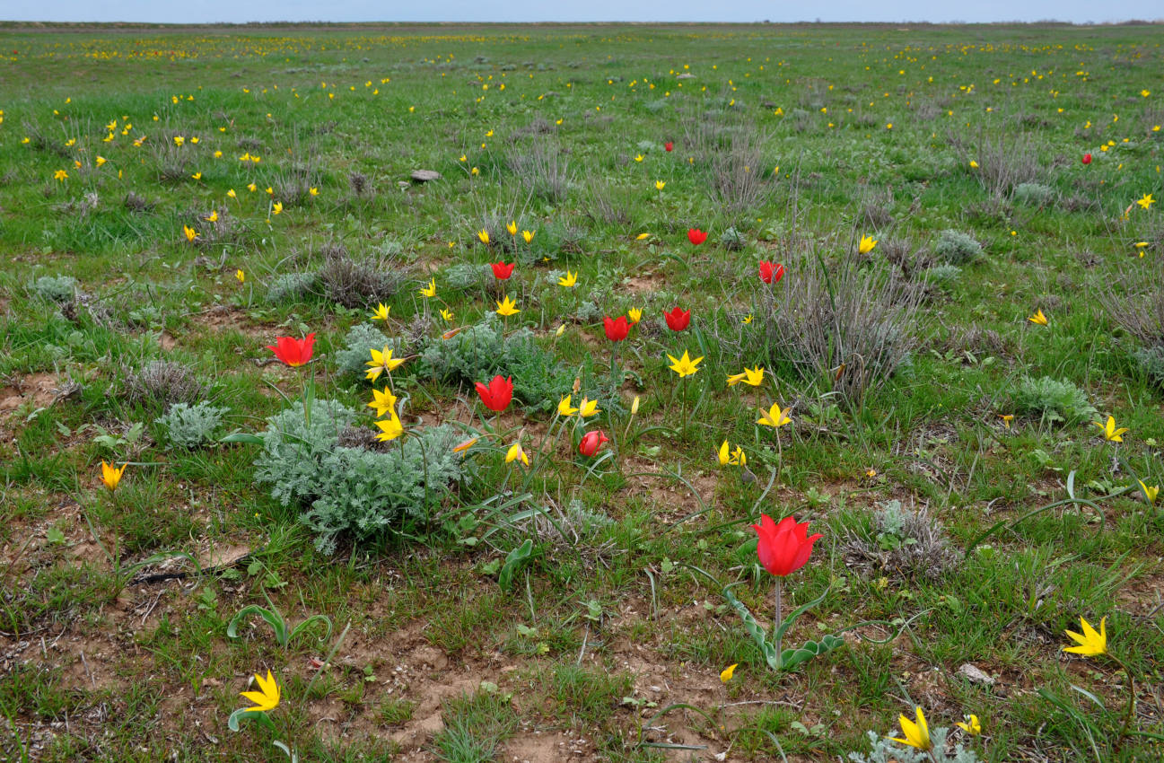 Окрестности посёлка Яшкуль, image of landscape/habitat.
