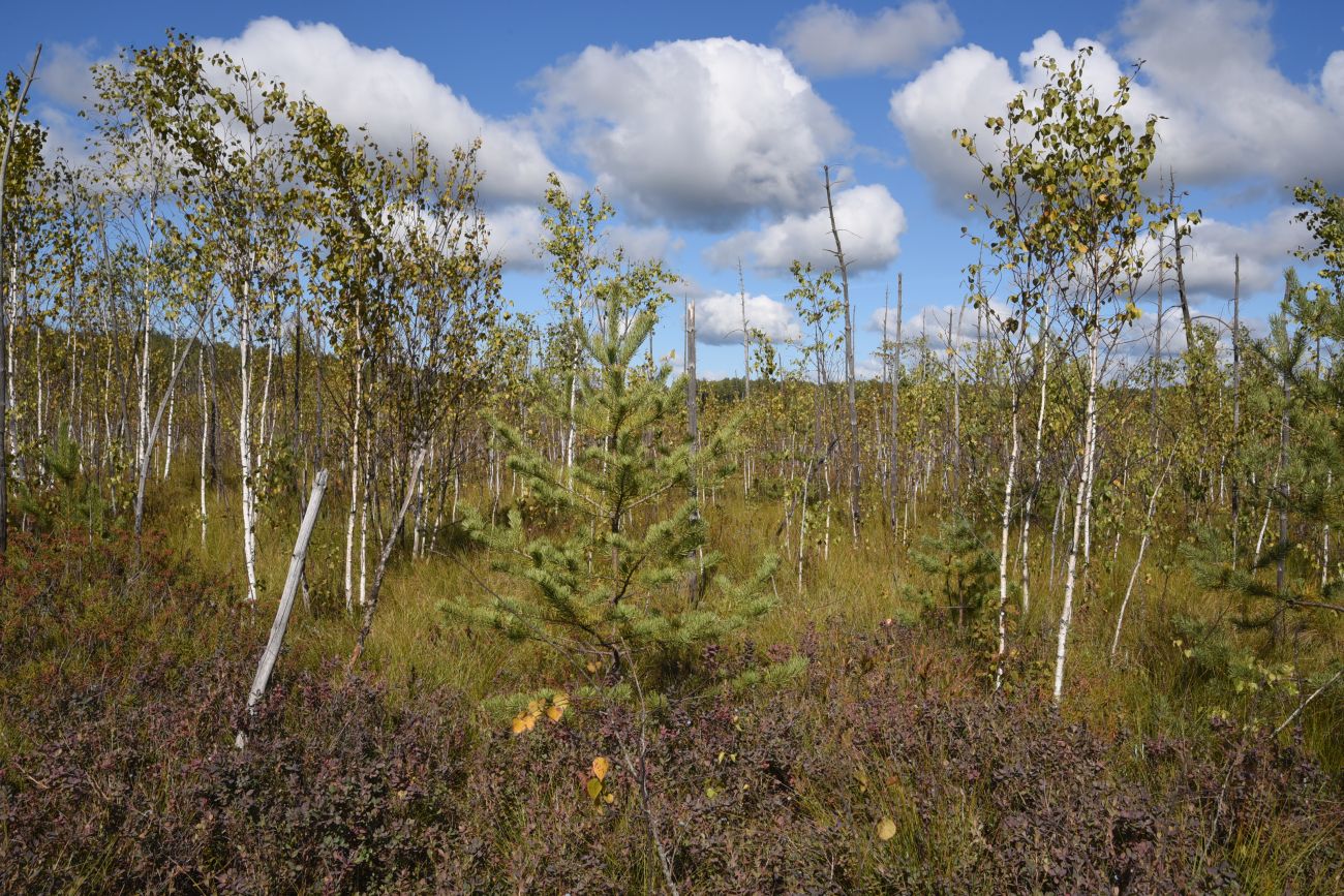 Большое Игнатовское болото, image of landscape/habitat.