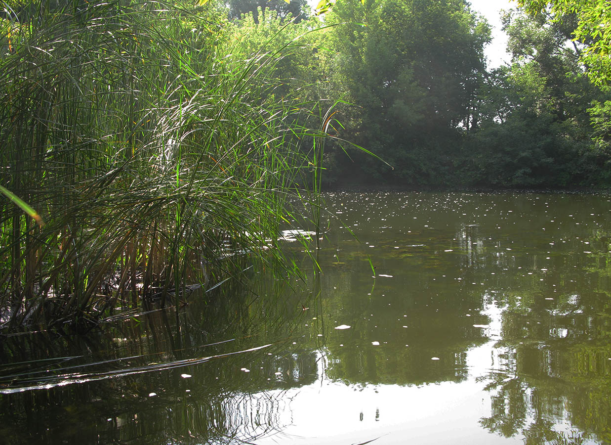 Среднее течение реки Усожа, image of landscape/habitat.