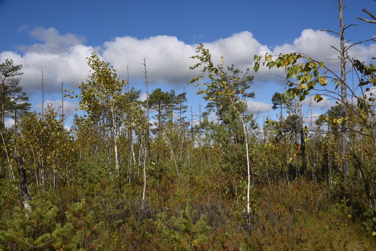 Большое Игнатовское болото, image of landscape/habitat.