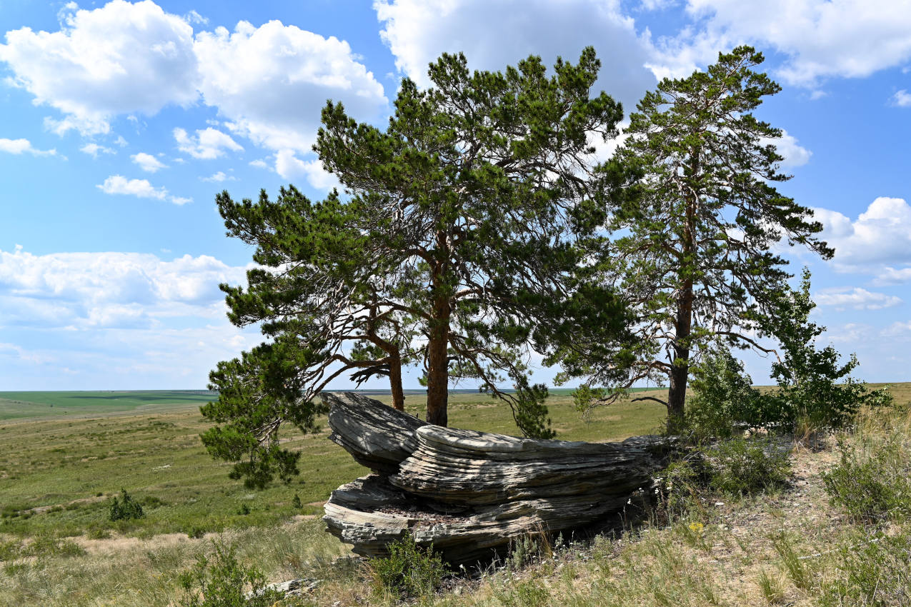 Карагай-Губерлинское ущелье, image of landscape/habitat.