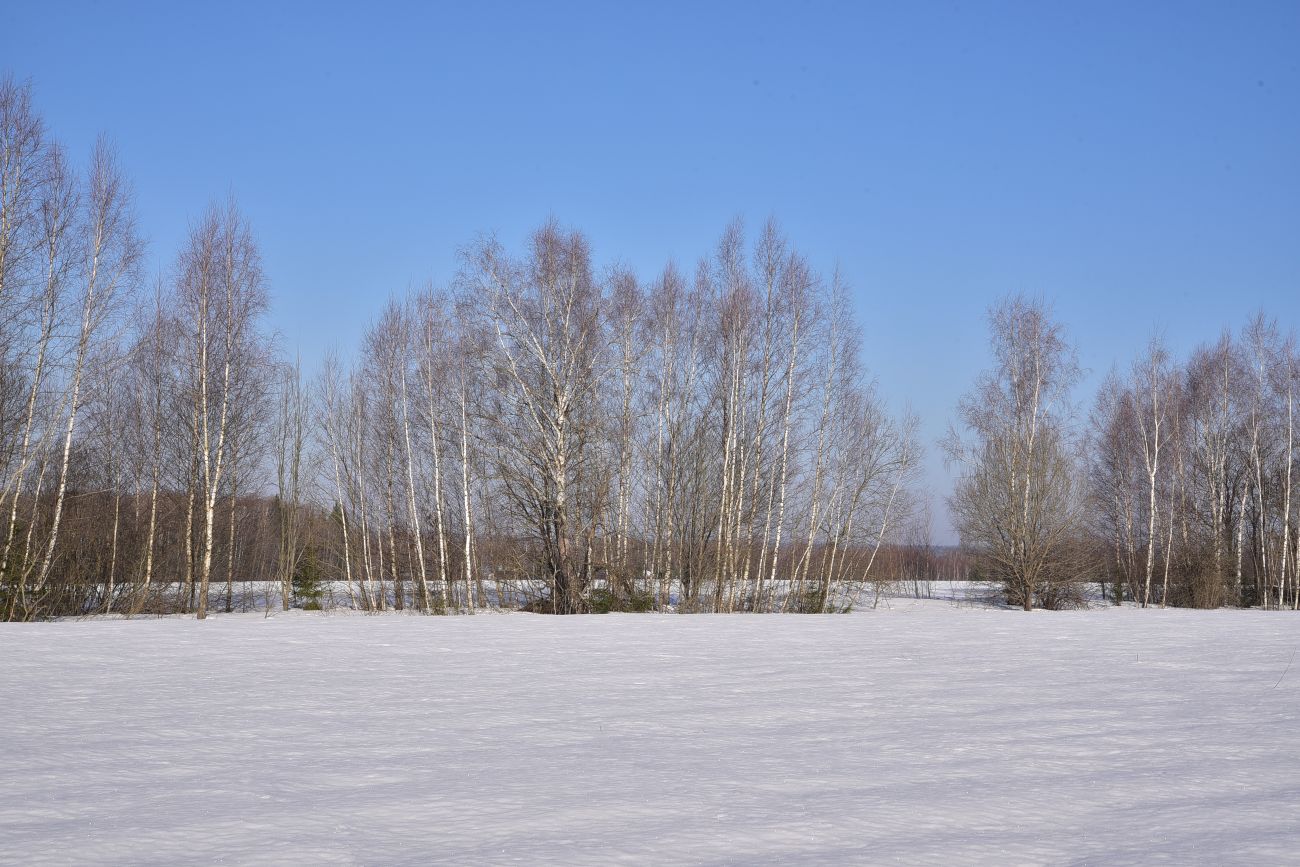 Окрестности деревни Чёлохово, image of landscape/habitat.