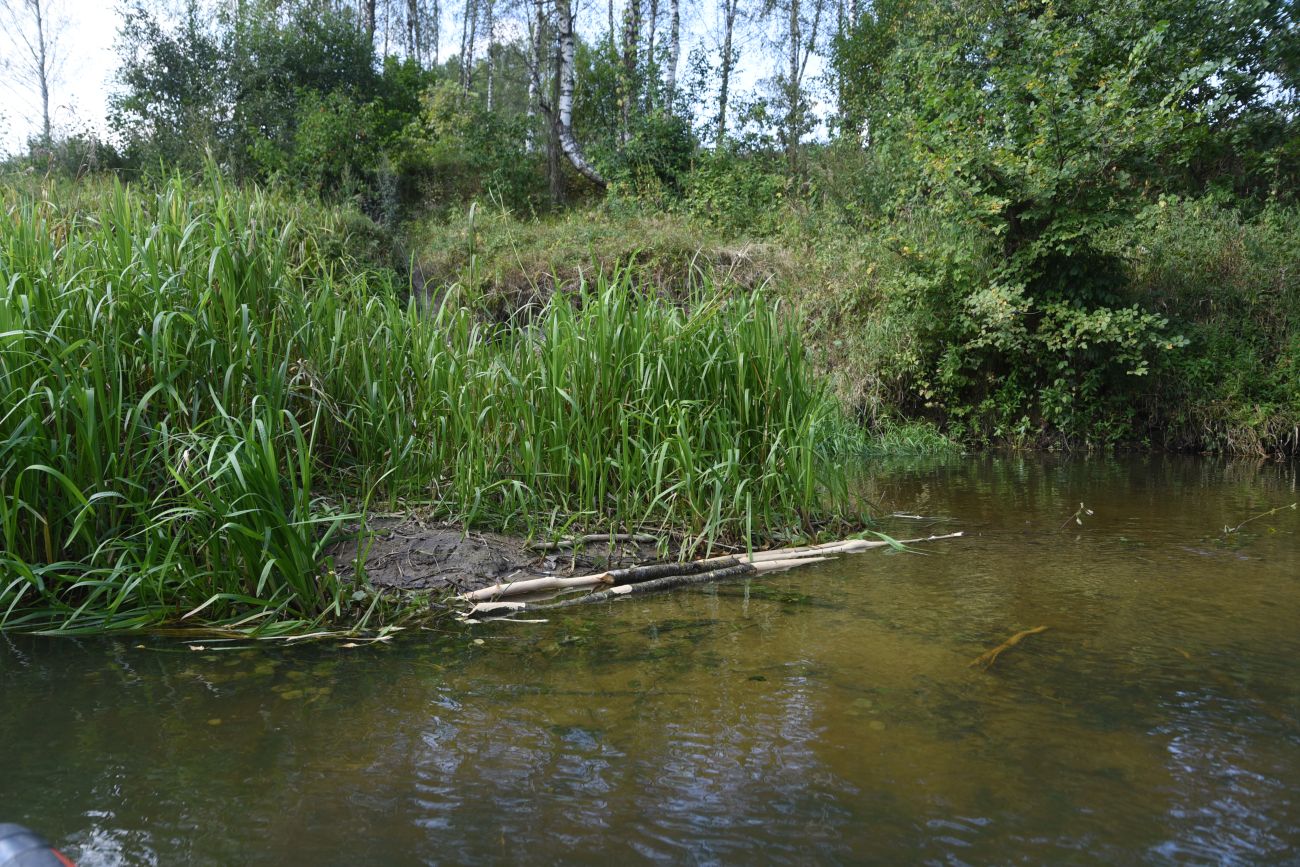 Устье ручья Радубеж, image of landscape/habitat.