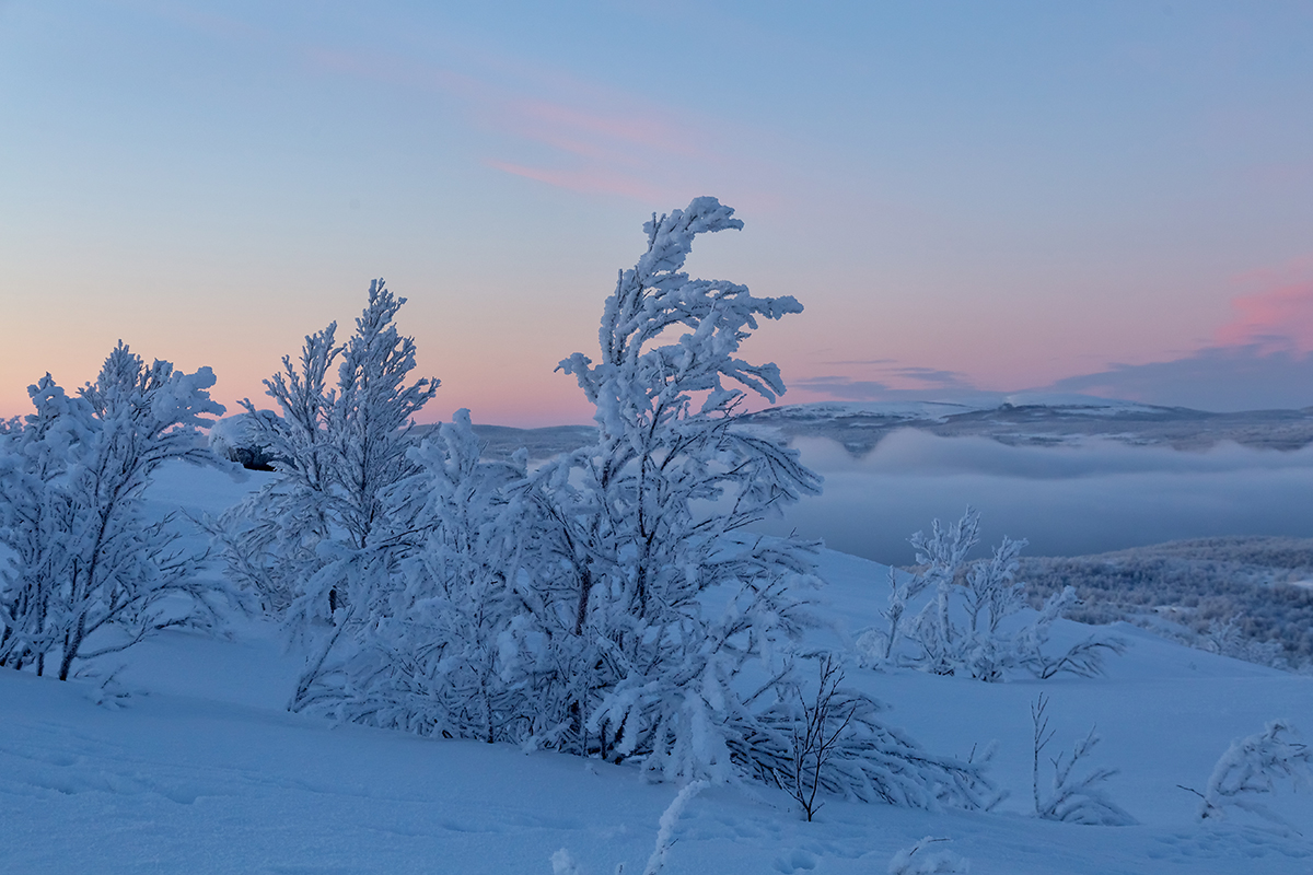 Горелая сопка, image of landscape/habitat.