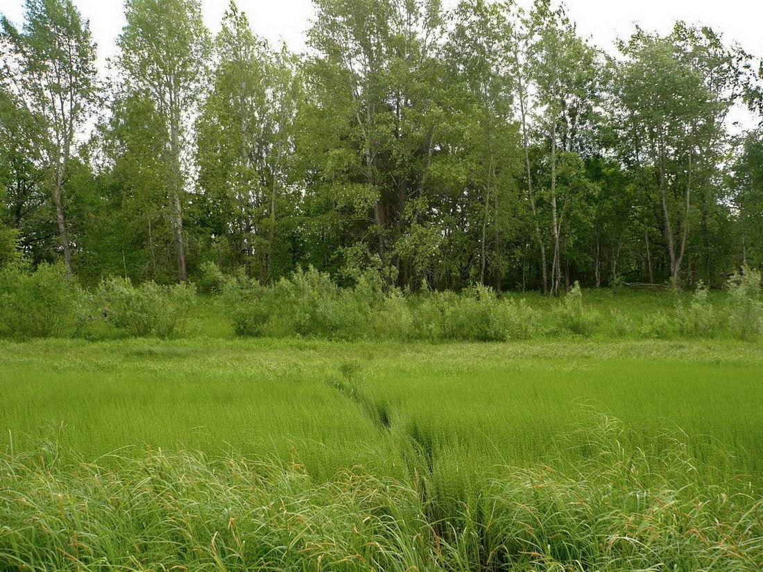 Левый берег Камы, image of landscape/habitat.