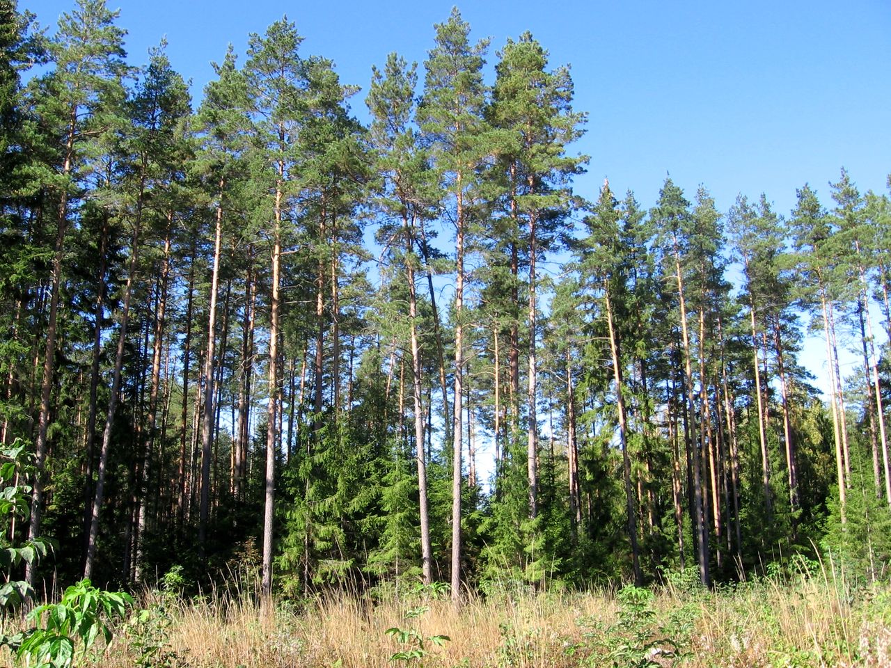 Отцеда, image of landscape/habitat.