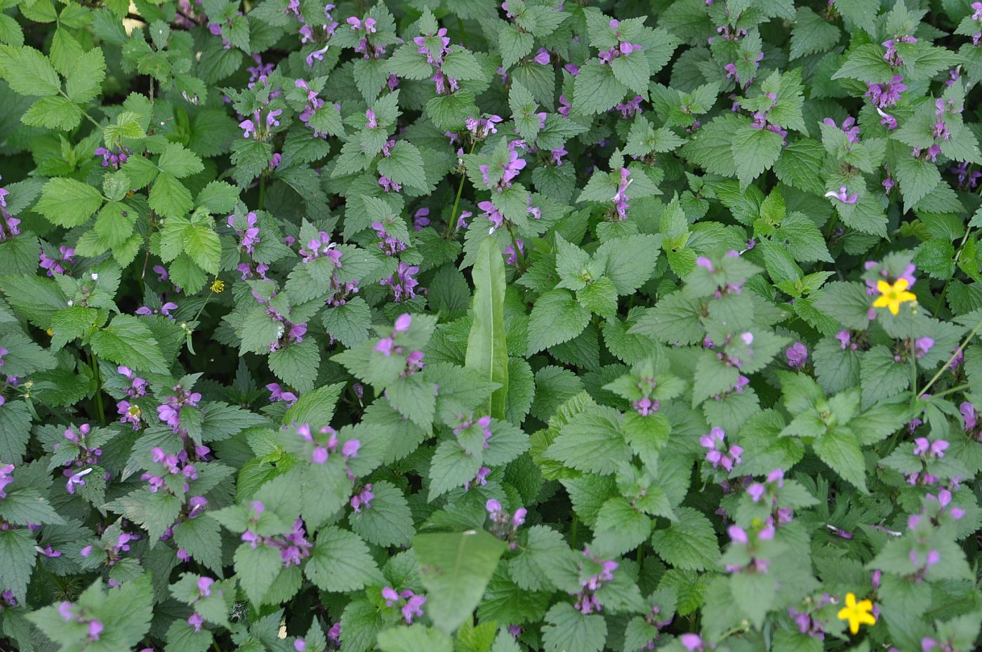 Каменномостский (Хаджох), image of landscape/habitat.