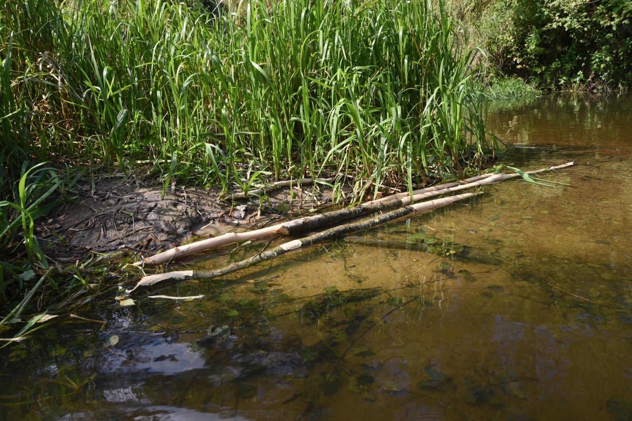 Устье ручья Радубеж, image of landscape/habitat.